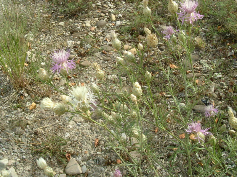 Centaurea deusta, apocromia